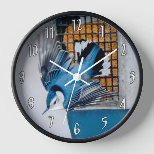 Reloj Nuthatch blanco en nieve
