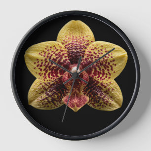 Reloj Orquídea sobre fondo negro