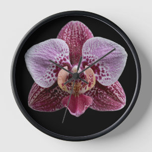 Reloj Orquídea sobre fondo negro
