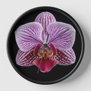 Reloj Orquídea sobre fondo negro