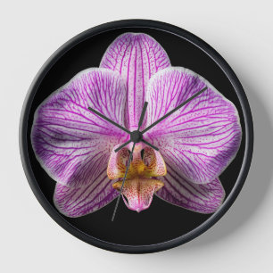 Reloj Orquídea sobre fondo negro