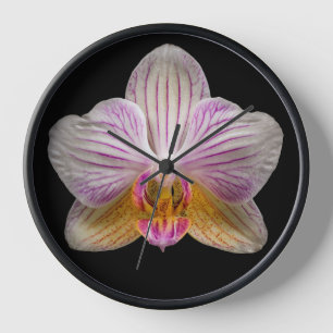Reloj Orquídea sobre fondo negro