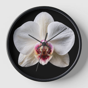 Reloj Orquídea sobre fondo negro