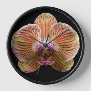 Reloj Orquídea sobre fondo negro