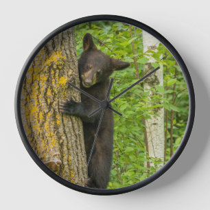 Reloj Osezno de oso negro Minnesota