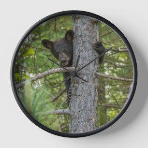 Reloj Osezno subiendo a un árbol