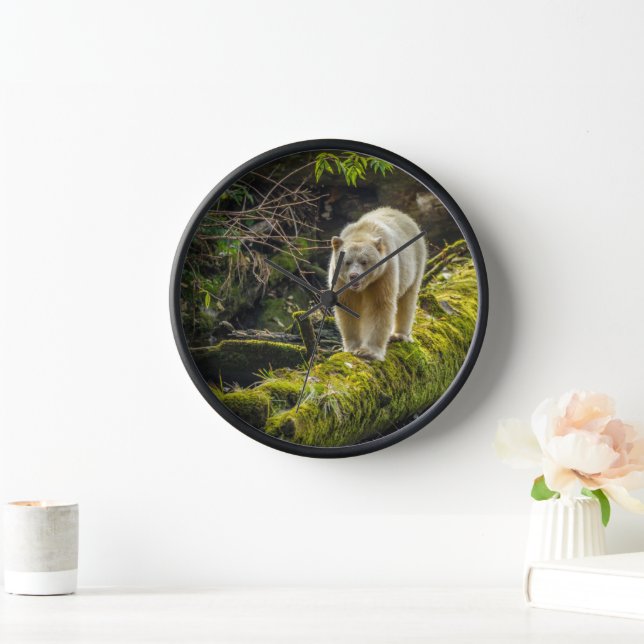 Reloj Oso de espíritu blanco | Columbia Británica, Canad (Hogar)