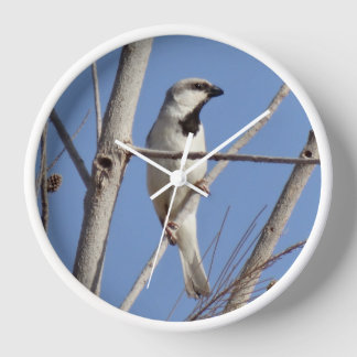 Reloj Pájaro Cantador del Desierto en una Rama Invernal