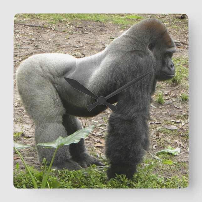 Reloj poderoso del gorila (Anverso)