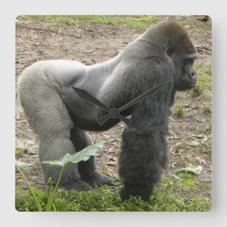 Reloj poderoso del gorila