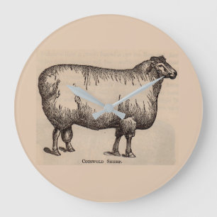 Reloj Redondo Grande 19th century print Cotswold sheep