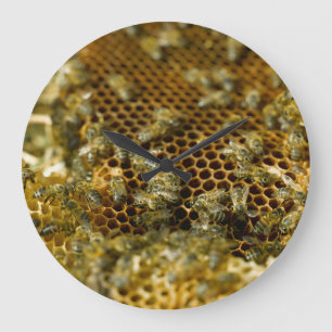 Reloj Redondo Grande Abejas en la colmena, Western Cape, Suráfrica