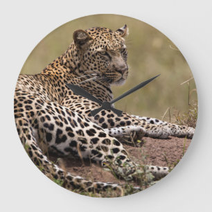 Reloj Redondo Grande África, Tanzania, Serengeti. Leopardo