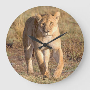 Reloj Redondo Grande Africa, Tanzania, Serengeti. Lion And Lioness