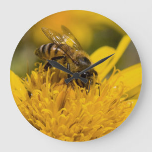 Reloj Redondo Grande African Honey Bee With Pollen Sacs Feeding