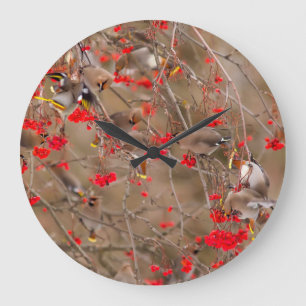 Reloj Redondo Grande Amucillos Bohemios Alimentándose de Serbal de Caza