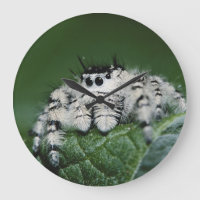 Araña de salto de Metaphid