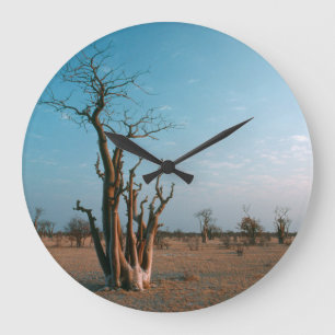 Reloj Redondo Grande Árbol Moringo Africano en la Llanura, Etosha Nacio
