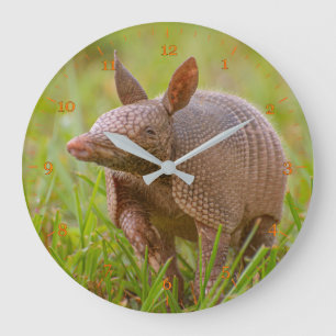 Reloj Redondo Grande Armadillo con nueve bandas en Florida