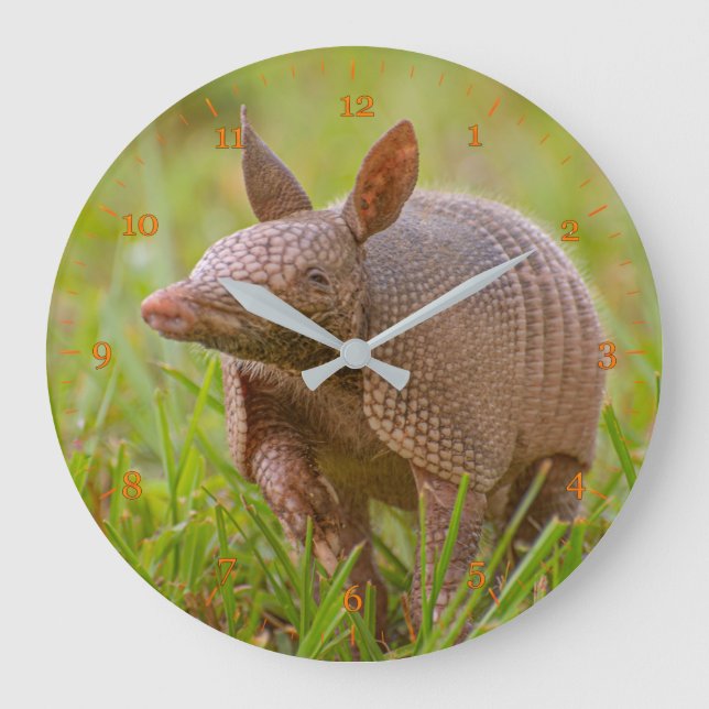 Reloj Redondo Grande Armadillo con nueve bandas en Florida (Anverso)