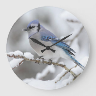 Reloj Redondo Grande Arrendajo azul del invierno