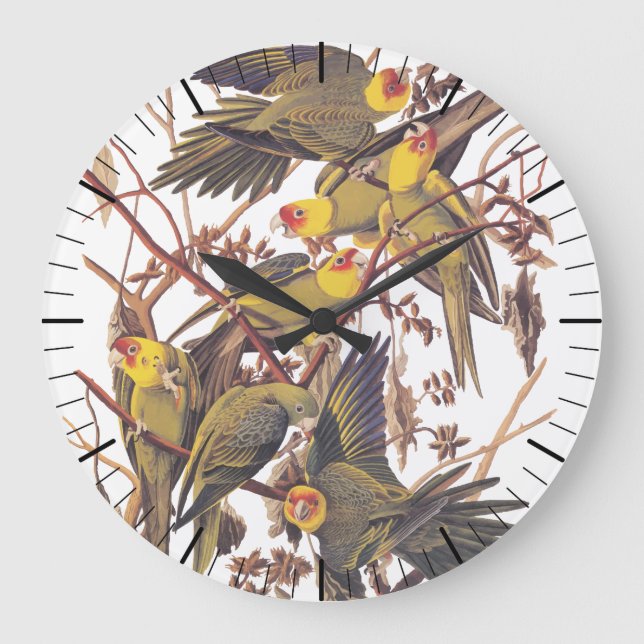 Reloj Redondo Grande Audubon Carolina Parakeet (Anverso)