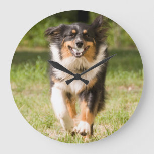 Reloj Redondo Grande Australian Shepherd Playing With Ball