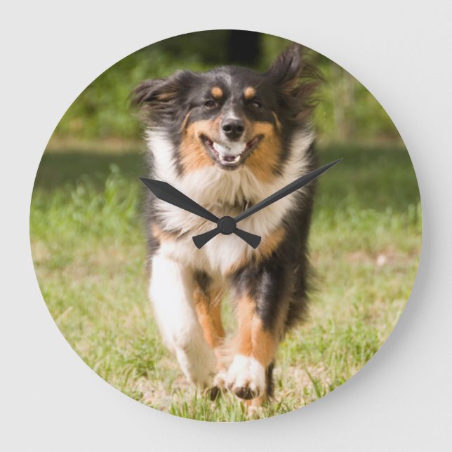 Reloj Redondo Grande Australian Shepherd Playing With Ball (Anverso)