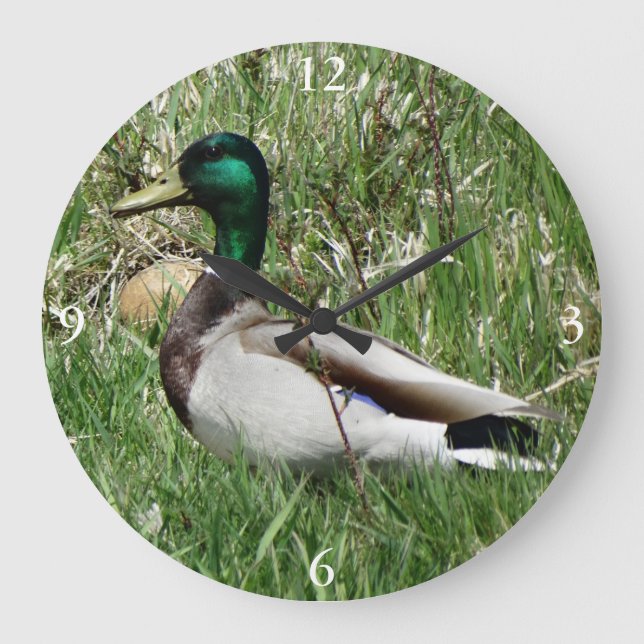 Reloj Redondo Grande B55 Pato mallard Drake Greenhead en la hierba (Anverso)