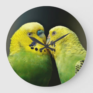 Reloj Redondo Grande Bird de loro de Budgie