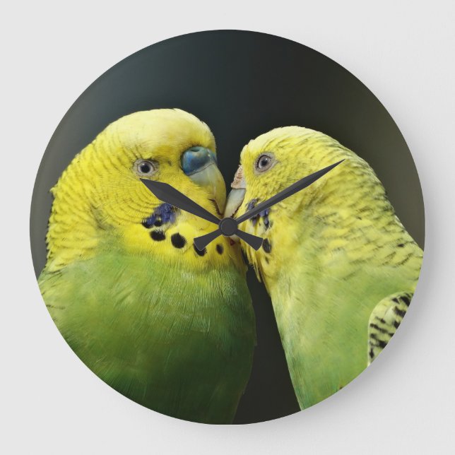 Reloj Redondo Grande Bird de loro de Budgie (Anverso)