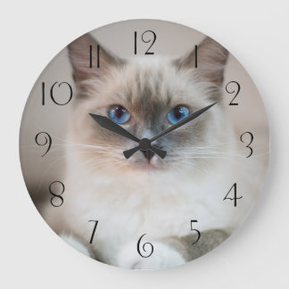 Reloj Redondo Grande Blue Eyed Ragdoll  Cat