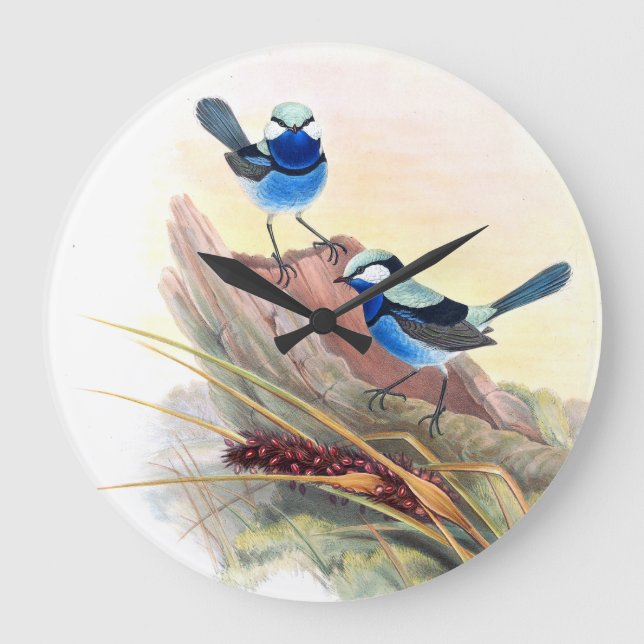 Reloj Redondo Grande Blue Wren Birds Wildlife Animals Flowers (Anverso)