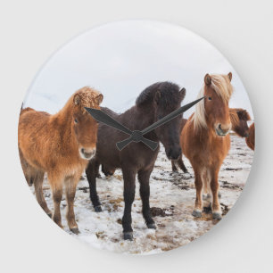 Reloj Redondo Grande Caballo islandés durante invierno en Islandia