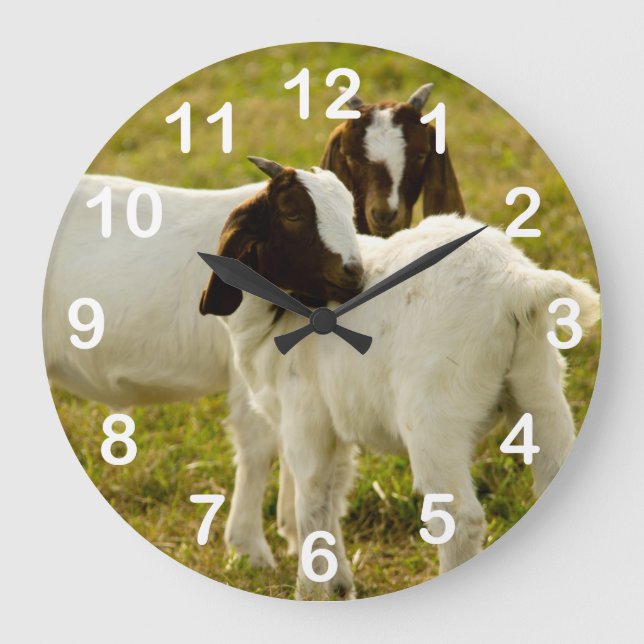 Reloj Redondo Grande Cabras cortas Boer Animando (Anverso)