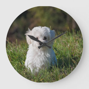 Reloj Redondo Grande Cachorro blanco lindo