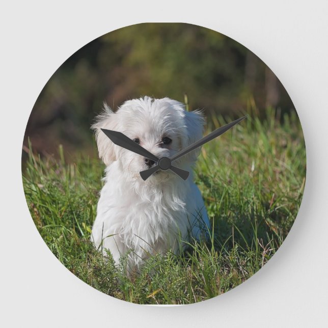 Reloj Redondo Grande Cachorro blanco lindo (Anverso)