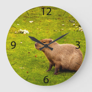 Reloj Redondo Grande Capibara
