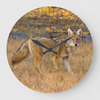 Caza de coyote (Canis Latrans)