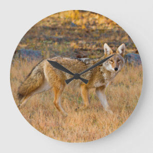 Reloj Redondo Grande Caza de Coyote (Canis Latrans)