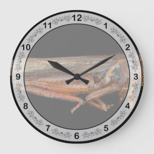 Reloj Redondo Grande Ciencia - Entomología - El espécimen