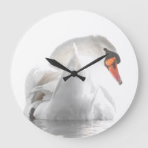 Cisne Blanco en el Agua