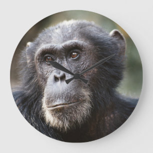 Reloj Redondo Grande Close-up of male Chimpanzee