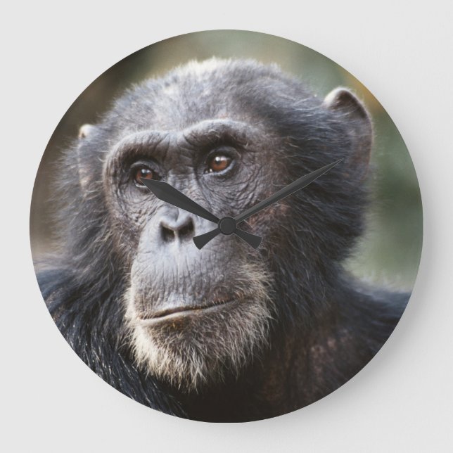 Reloj Redondo Grande Close-up of male Chimpanzee (Anverso)