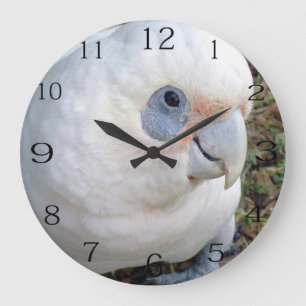 Reloj Redondo Grande Cockatoo australiano blanco y barato,