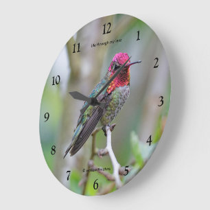 Reloj Redondo Grande Colibrí Anna macho impresionante en el árbol de ci