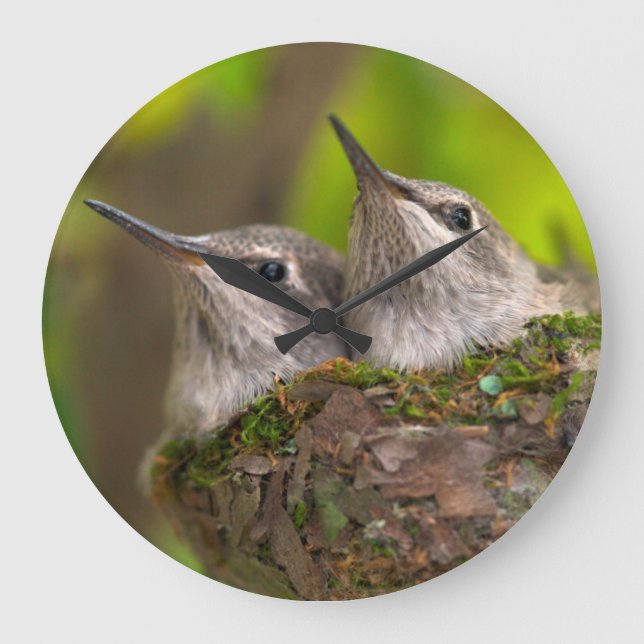Reloj Redondo Grande Colibríes del bebé (Anverso)