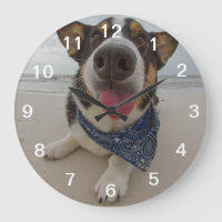 Corgi corto con lengua fuera