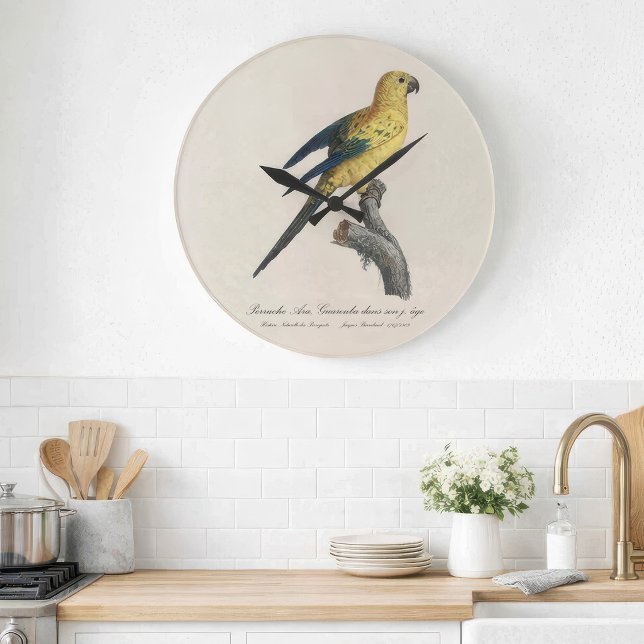 Reloj Redondo Grande Cotorra del Sol o Aratinga solstitialis (Guarouba dans sons jeune age / Sun parakeet. Large Clock)