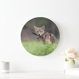 Reloj Redondo Grande Coyote canadiense, fotografía animal